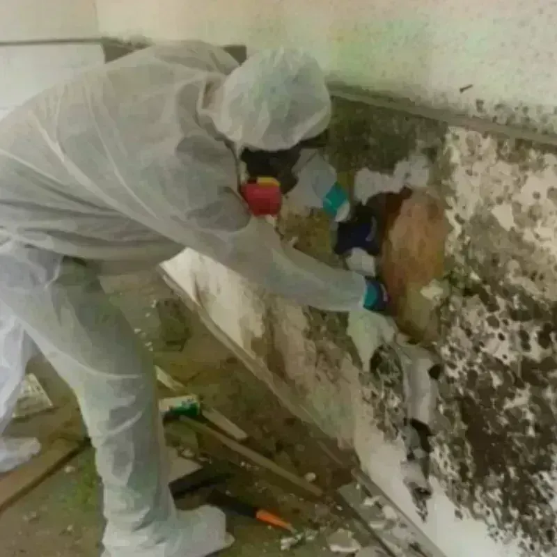 Mold Remediation and Removal in Red Oak, TX